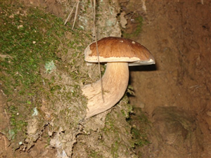 I Nostri Funghi